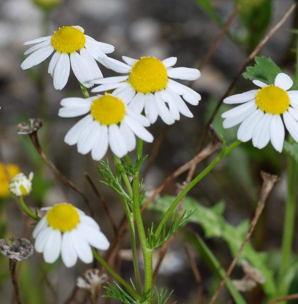 Chamomile