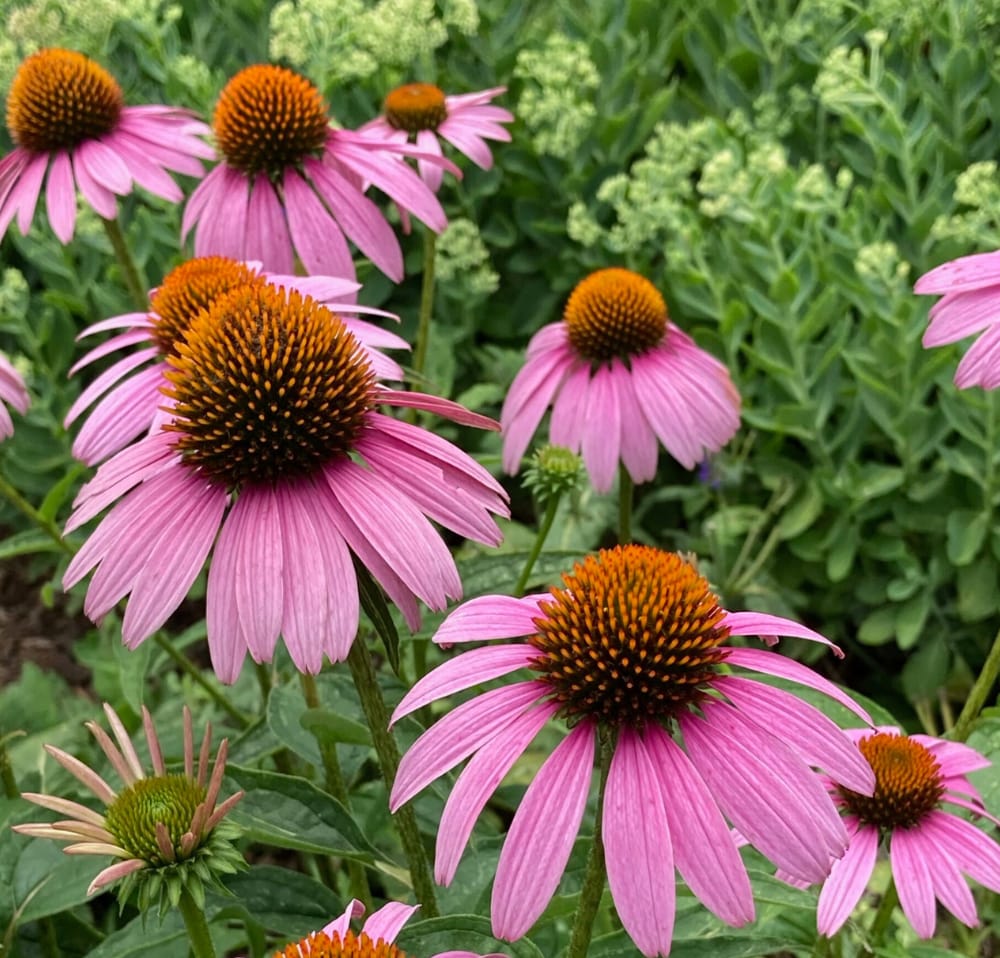 Echinacea