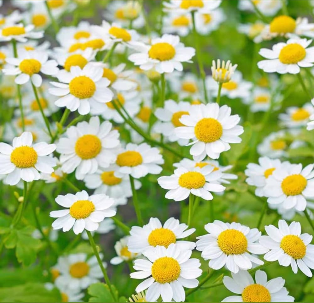 Feverfew